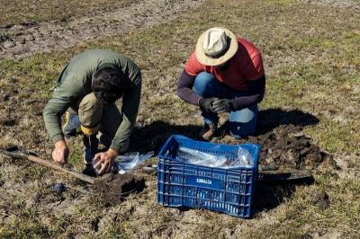 Áreas do Sistema Arroz RS14 recebem coletas de solo