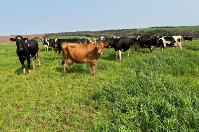 Secretaria de Desenvolvimento Rural publica edital do Programa Forrageiras 2026