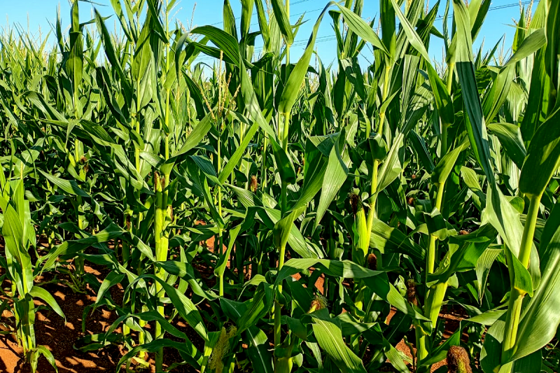 Milho no RS avança com 84% de semeadura concluída e alto potencial produtivo favorecido pelo clima