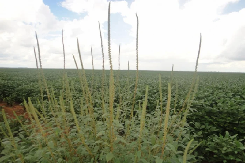 A espécie invasora que chegou a SC e ameaça lavouras de soja e milho no RS 