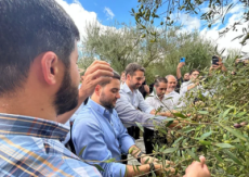 RS deve produzir 800 mil litros de azeite na safra 2025/2026