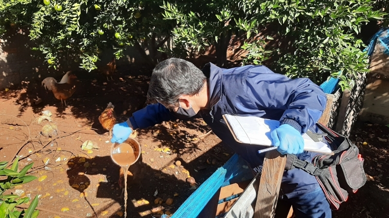 Santo Ângelo tem 80% dos bairros infectados pelo mosquito Aedes aegypti, diz Vigilância 