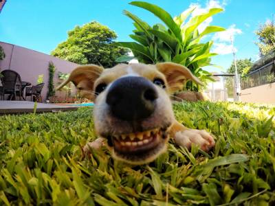 Amor a gente não compra, mas pode adotar - diz dona de cachorrinha