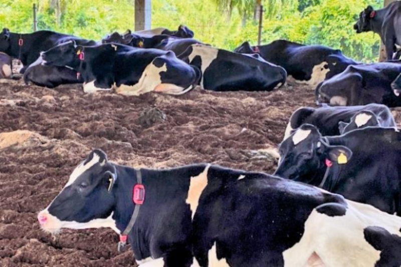 Calor e umidade do verão afetam produção de leite no Estado