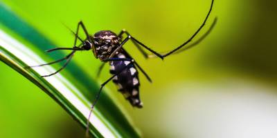 Casos confirmados de dengue na área da 12ª CRS ultrapassa a marca de 4.300