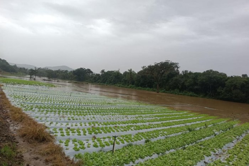 Perdas na agropecuária já somam cifra bilionária como efeito da enchente no RS
