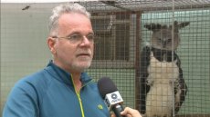 PF indicia ex-superintendente do Ibama no RS e outros cinco por esquema de repasse de aves para criadores particulares