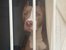 Governo de SC restringe circulação de pitbulls e impõe castração de animais da raça