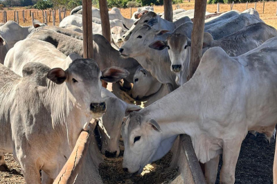 Dieta de alta energia aumenta a produção de embriões bovinos