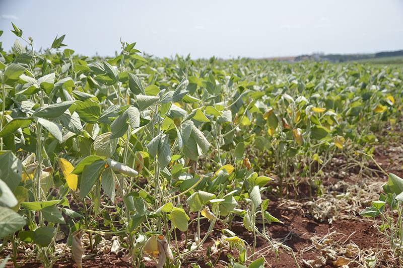 Entidades elaboram lista de solicitações para Ministério da Agricultura contra efeitos da estiagem
