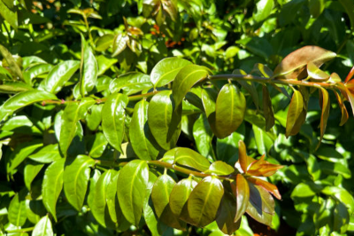 Farinhas de amoreira e ora-pro-nóbis reforçam nutrição e imunidade dos peixes