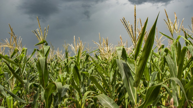 Santo Ângelo sediará abertura oficial da colheita do milho 2026/2027