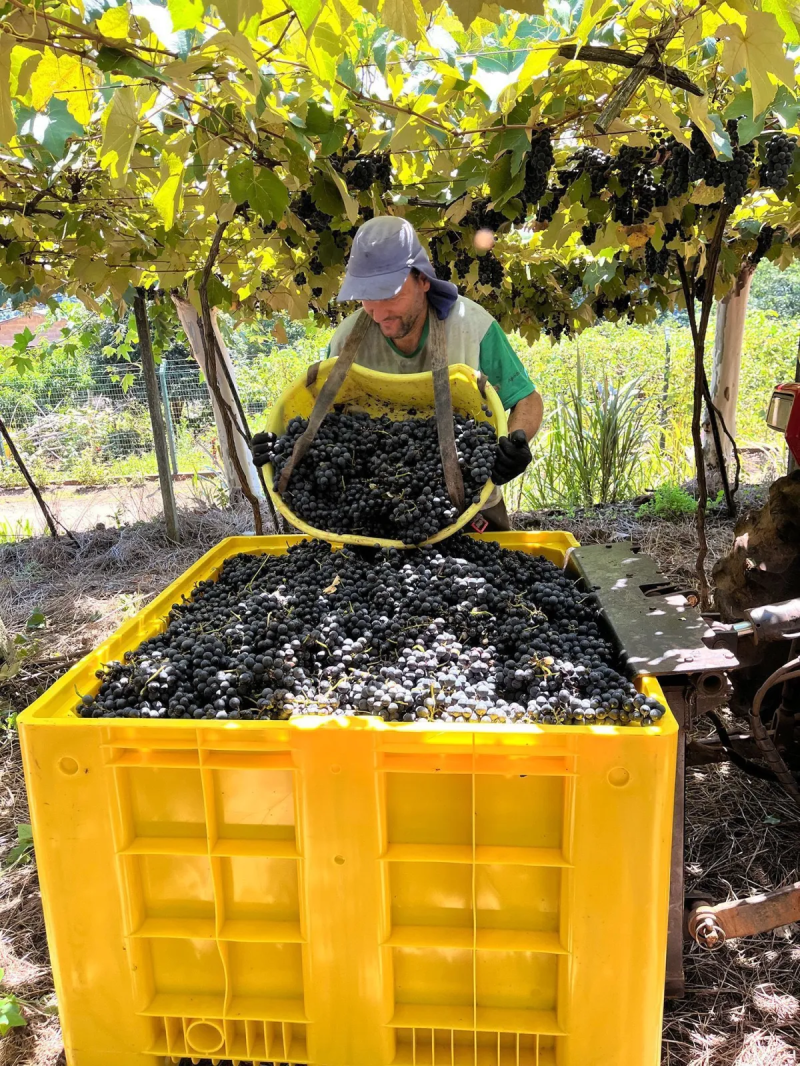 Vinícola Aurora registra maior safra de uvas da história