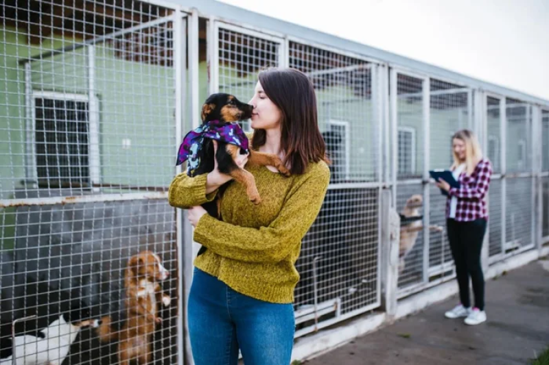 Oito em cada 10 pets adotados no Brasil vêm de resgates de rua ou redes informais