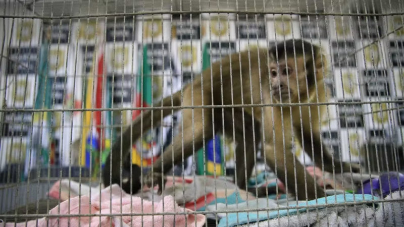 Polícia apreende macaco-prego com suspeito durante operação contra roubos a casas no RS