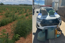 PM encontra “sítio da maconha” com 17 mil pés e 50 quilos da droga em PE 