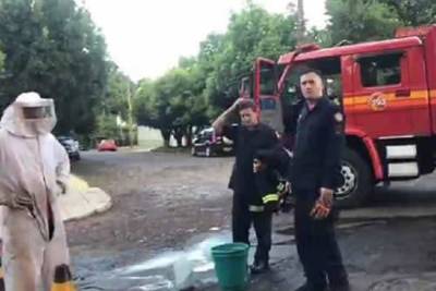 Idosa sofre mais de mil ferroadas de abelhas em Santa Rosa 