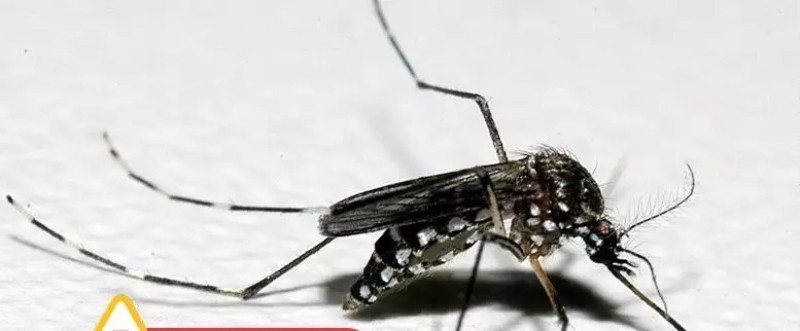 RS confirma segunda morte por dengue e reforça alerta para sintomas da doença