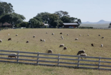Valorização da carne e da lã impulsiona retomada da criação de ovinos no RS