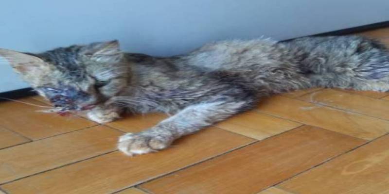 Polícia investiga brutalidade com felino em Santa Rosa