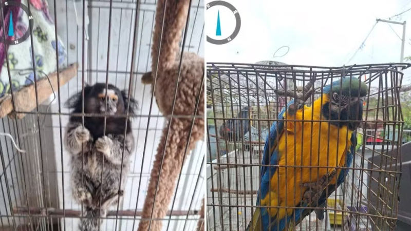 Maus-tratos: Arara, bugio e sagui são resgatados de cativeiro em Porto Alegre