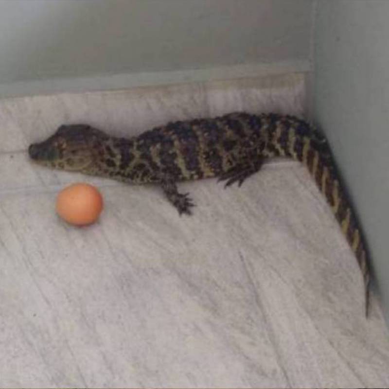 Jacaré é encontrado dentro de creche