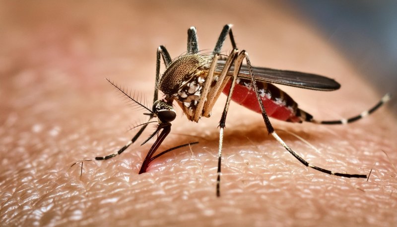 Índice de infestação do mosquito da dengue está baixo em Santo Ângelo