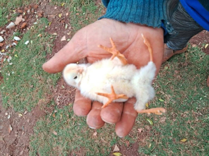 Pintinho nasce com quatro patas em São Borja
