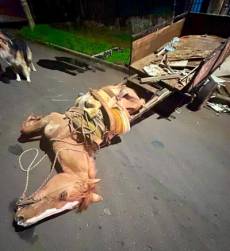 Cavalo cai exausto ao puxar carroça em Cruz Alta