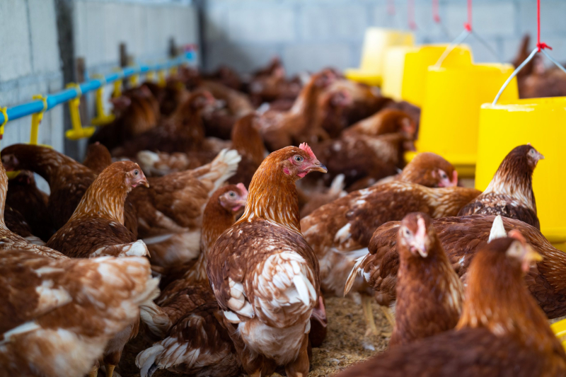RS confirma primeiro caso de gripe aviária em aves de subsistência em Coqueiros do Sul