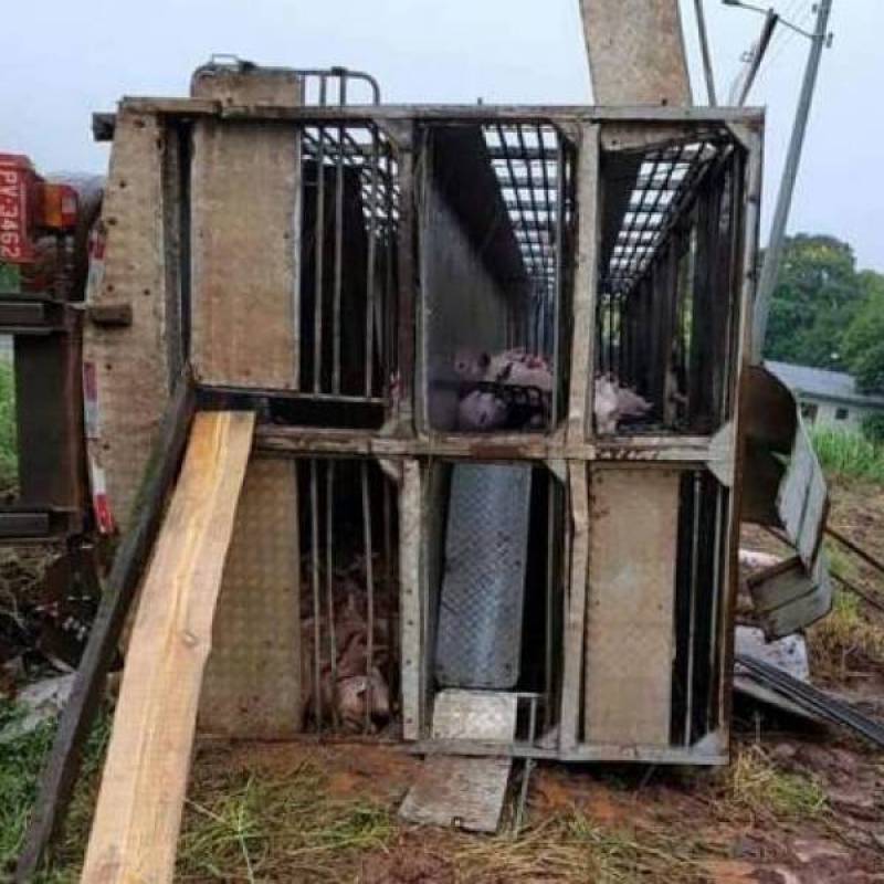 Caminhão de suínos tomba em Roque Gonzales