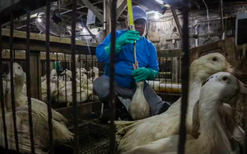 Veto ao foie gras no Brasil reacende tensão comercial com a França após acordo Mercosul-UE