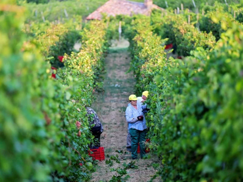Calor recorde faz Itália e França iniciarem colheita de uvas semanas antes do previsto