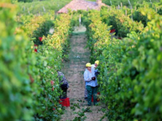 Calor recorde faz Itália e França iniciarem colheita de uvas semanas antes do previsto