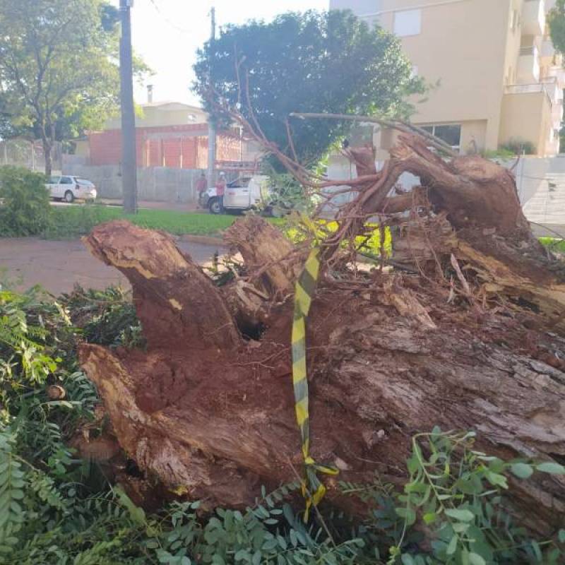Árvore cai sobre dois veículos no centro de Santo Ângelo