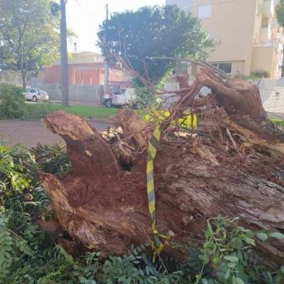 Árvore cai sobre dois veículos no centro de Santo Ângelo 