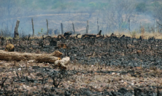 Sociedade civil critica exclusões na agenda da COP17