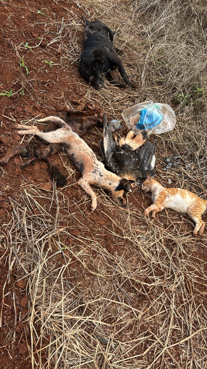 Envenenamento de cães e gatos revolta moradores em Santo Ângelo