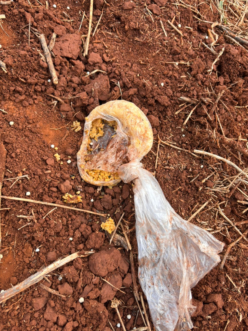 Envenenamento de cães e gatos revolta moradores em Santo Ângelo