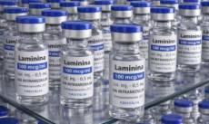 Polilaminina começa a ser testada em humanos neste mês
