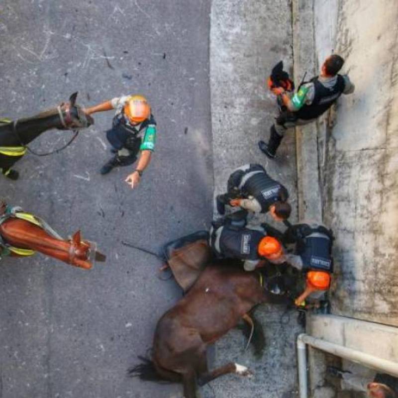 Égua da Brigada Militar morre no pátio do Beira-Rio antes de Inter x Tolima