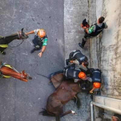 Égua da Brigada Militar morre no pátio do Beira-Rio antes de Inter x Tolima
