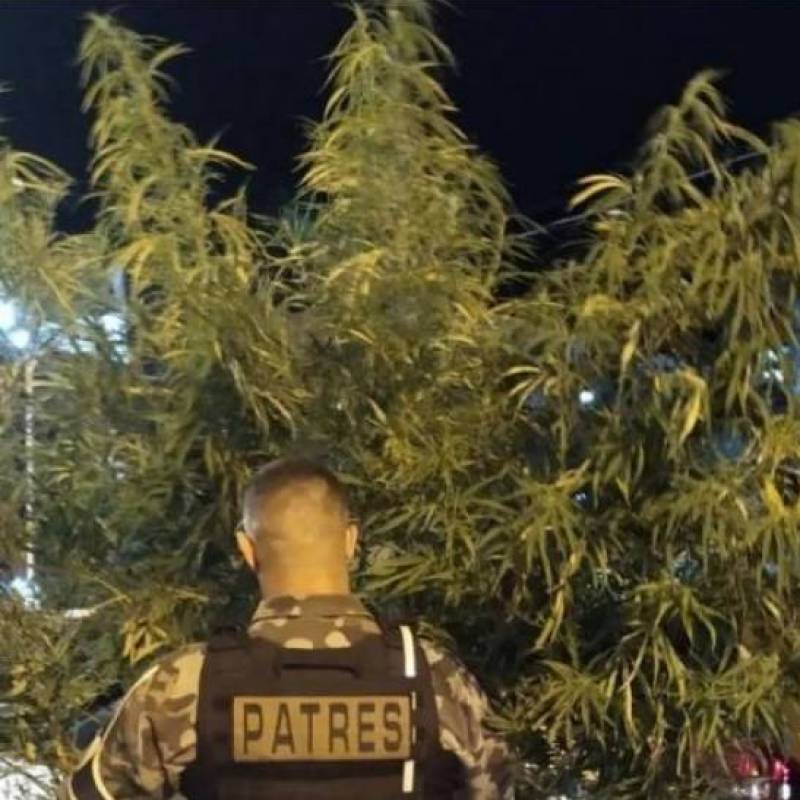 Homem é preso por cultivar pé de maconha de três metros, em Imbé 