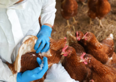 Novo caso de gripe aviária é confirmado em aves de subsistência no RS
