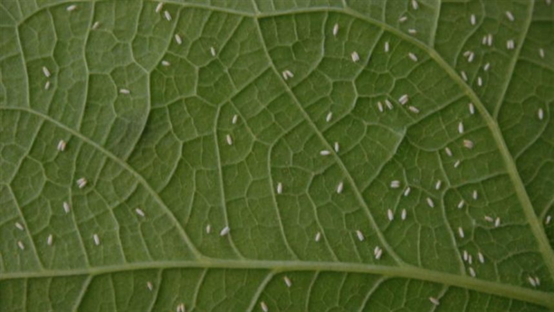 Mosca-branca e lagartas preocupam produtores de soja, milho e algodão