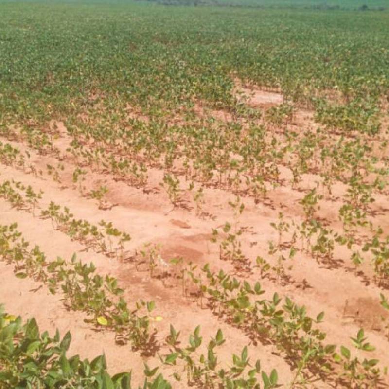Município de Augusto Pestana vai decretar situação de emergência devido a estiagem
