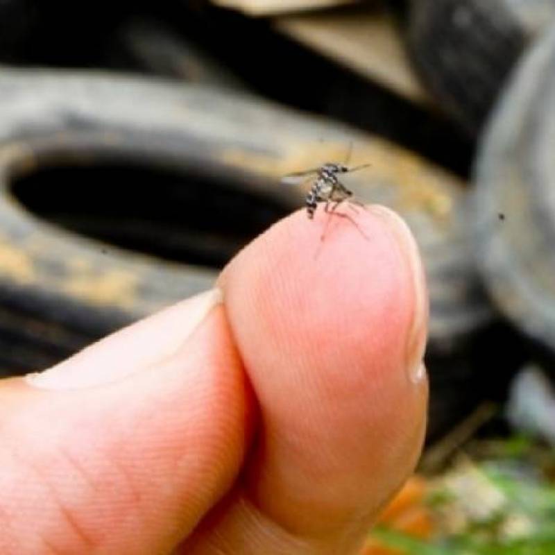 Casos de dengue crescem na região das missões